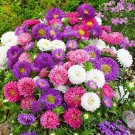 Chamomile GERMAN Herb Groundcover Medicinal Tea Fragrant Non-GMO 500 Seeds