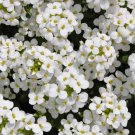 Yarrow Seeds CERISE QUEEN Perennial 36"" CutFlowers Pollinators Non-GMO 500 Seeds