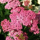 Statice PACIFIC MIX Traditional Cut Flowers Dried Arrangements Non-GMO 100 Seeds
