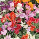 BROCCOLI Green Sprouting CALABRESE ORGANIC HEIRLOOM Pure Seed 500 Seeds