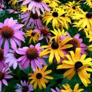 Daisy Seeds GLORIOSA MIX Rudbeckia Native Wildflower Heirloom Non-GMO 200 Seeds
