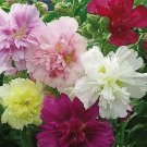 Cornflower Bachelor Button FROSTY MIX Heirloom Pollinators Non-GMO 200 Seeds