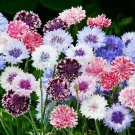 BEE BALM WILD BERGAMOT Perennial Beneficial Bees Hummingbirds Non-GMO 200 Seeds