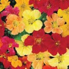 Coreopsis DWARF RED PLAINS 12-15"" Butterfly Garden Fall Blooms Non-GMO 300 Seeds