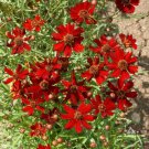 Cosmos DWARF RED 9-12” Tall Blooms all Season Butterflies Bees Non-GMO 100 Seeds