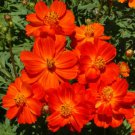 Cosmos CREST GOLD DWARF Summer-Fall Blooms Pollinators Non-GMO 100 Seeds