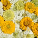 Zinnia MARDI GRAS Mix Flowers Pollinators Butterflies Love Non-GMO 100 Seeds