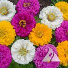 Zinnia METEOR Burgundy / Red Flowers Pollinators Butterflies Non-GMO 100 Seeds