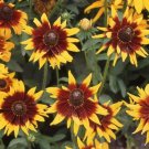 BELLS OF IRELAND Cut Flowers Drying Unusual Re-Seeds Heirloom Non-GMO 100 Seeds