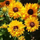 Zinnia CACTUS SNOWMAN White Moon Garden Butterfly Hummingbird Non-GMO 100 Seeds
