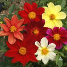 Blanket Flower SINGLE MIX Gaillardia Perennial Butterflies USA Non-GMO 100 Seeds