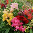 Blanket Flower DWARF GOBLIN Gaillardia Perennial Native Flower Non-GMO 25 Seeds