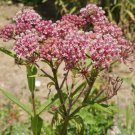 Amaranth RED GARNET Microgreens & Grains Edible upto 10' TALL Non-GMO 1000 Seeds