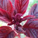 Sweet William Dianthus HERALD OF SPRING MIX Partial Shade OK Non-GMO 200 Seeds
