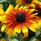 Black Eyed Susan Rudbeckia MARMALADE Dwarf Perennial Heirloom Non-GMO 500 Seeds
