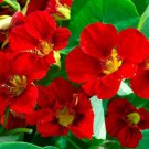 Nasturtium MAHOGANY GLEAM Red Vine Pollinators Hummingbirds USA Non-GMO 20 Seeds