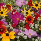 Wildflower Mix The BUTTERFLY MIXTURE w/ Milkweed Butterflies Non-GMO 500 Seeds