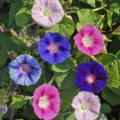 Morning Glory TALL MIX Pollinators Hummingbirds Love 5 COLORS Non-GMO 100 Seeds