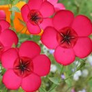 Flax SCARLET / RED Annual Wildflower Pollinators Partial Shade Non-GMO 500 Seeds