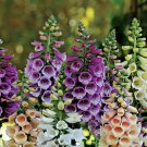 Foxglove Dwarf FOXY MIX Deer Resistant Biennial Fall Planting Non-GMO 400 Seeds