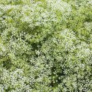 Baby's Breath PERENNIAL Classic Cut Flowers Pollinators Non-GMO 1000 Seeds