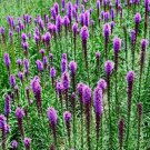 GAYFEATHER (Marsh Blazingstar) CutFlowers Perennial Honeybees Non-GMO 300 Seeds