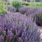 Hyssop PURPLE GIANT Agastache Perennial Blue Licorice Attracts Bees 200 Seeds
