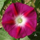 Morning Glory SCARLETT O'HARA RED Vine AAS Winner Heirloom Non-GMO 50 Seeds