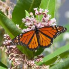 Milkweed COMMON Perennial Asclepias Pink Monarch Butterfly Host Plant 50 Seeds