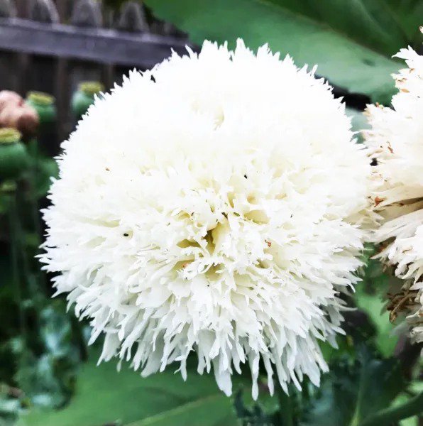 Poppy WHITE CLOUD Peony Double Blooms Breadseed Poppy Huge Blooms 300 Seeds