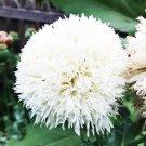 Poppy WHITE CLOUD Peony Double Blooms Breadseed Poppy Huge Blooms 300 Seeds