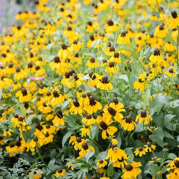 CLASPING Coneflower Pollinators Meadow Native Wildflower Non-GMO 500 Seeds