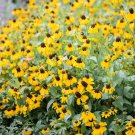 CLASPING Coneflower Pollinators Meadow Native Wildflower Non-GMO 500 Seeds
