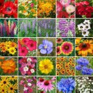 Wildflower Mix SOUTHWEST Regional 25 Species w/ Perennials Non-GMO New 500 Seeds