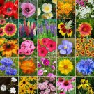 Wildflower Mix MIDWEST Regional 25 Heirloom Flower Species Non-GMO USA 350 Seeds