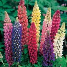 Russell Lupine MIXED COLORS PERENNIAL Hummingbirds & Bees LOVE Non-GMO 50 SEEDS