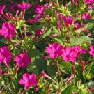 Four O’Clock ROSE Flowers Perennial NonGMO Hummingbirds Love 25 Seeds
