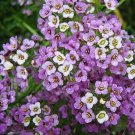 Alyssum Sweet DWARF ROYAL CARPET 4"" Ground Cover Perennial Non-GMO 1000 Seeds