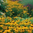 BLACK EYED SUSAN Rudbeckia Native Biennial Mini Meadows USA Non-GMO 500 SEEDS