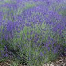 LAVENDER True English Vera Fragrant Flowers Perennial Medicinal NonGMO 200 Seeds