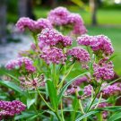 Milkweed SWAMP CARMINE Perennial Asclepias Monrch Butterfly Host Plant 50 Seeds