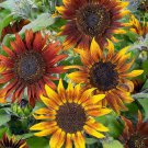 Sunflower TALL MARDI GRAS New Orleans Mix Bees Butterflies Non-GMO 50 Seeds