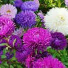 Aster TALL DOUBLE GREMLIN Mix 30"" Cut Flowers Sun/Part Shade Non-GMO 100 Seeds