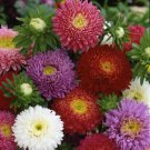 Aster DWARF MILADY Mix 5 Colors 3” Flowers Non-GMO 50 Seeds