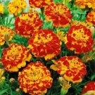 French Marigold BOLERO Mix FIERY COLORS Dwarf Beneficial Plant Non-GMO 100 Seeds