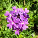 Verbena PURPLE MOSS Groundcover Perennial Fall Planting Dwarf Non-GMO 500 Seeds