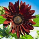 Sunflower CHOCOLATE CHERRY 6"" Flowers Cut Flowers Pollinators Non-GMO 100 Seeds