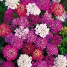 Candytuft DWARF FAIRY MIX Groundcover Heirloom Pollinators Non-GMO 500 Seeds