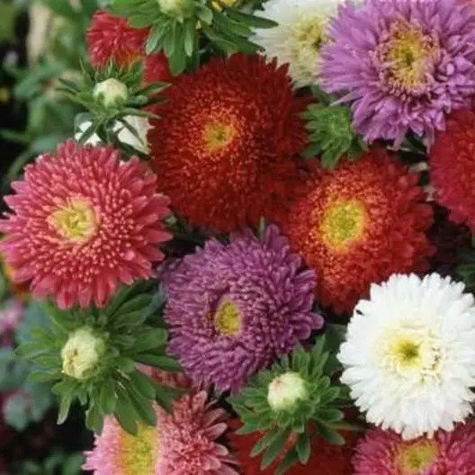 Aster China POWDERPUFF Mix Double Blooms Heirloom Cut Flowers Non-GMO 200 Seeds