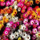 Daisy ICE PLANT LIVINGSTONE Mix Dwarf 5"" Groundcover Drought Tolerant 2000 Seeds
